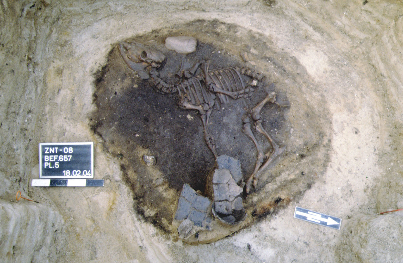 Possible animal sacrifice?