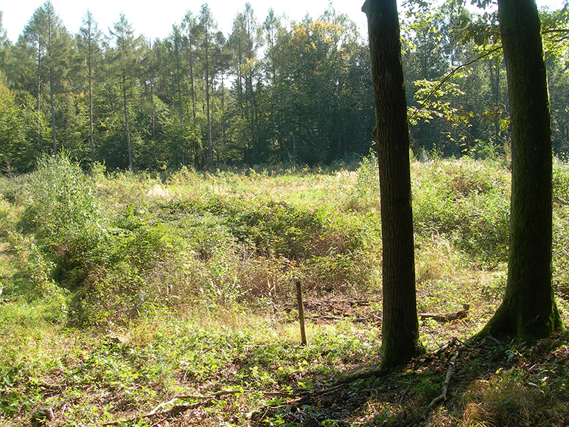 Der Wald erholt sich
